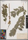 Foto von Salix caprea L. x Salix repens L.